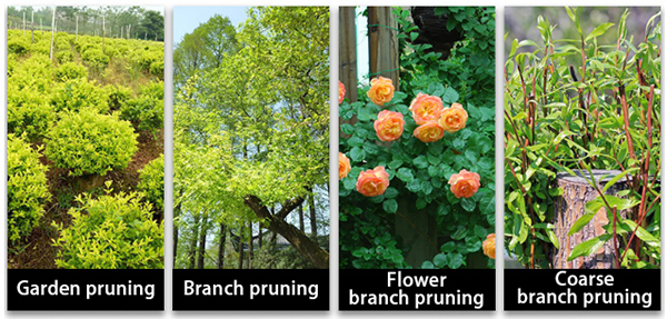 Applications of hand tree pruners