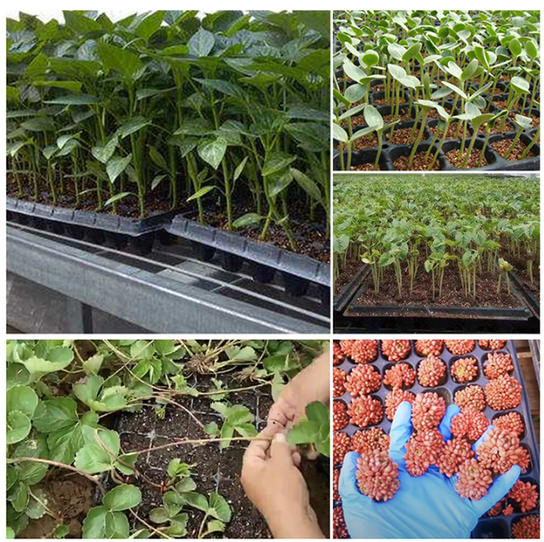 Applications of plant growing trays
