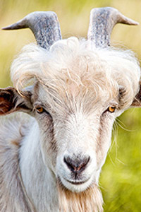 Tibetan sheep