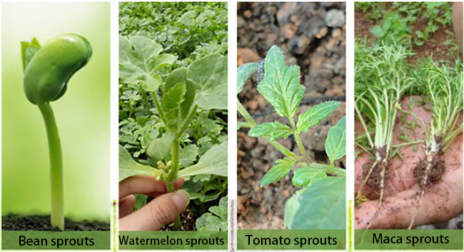 Applications of seed starting trays