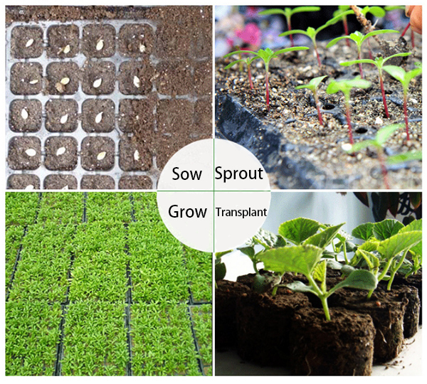 Applications of seed trays