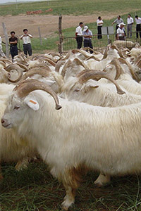 Cashmere goat