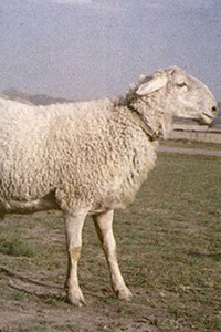 Hu Sheep