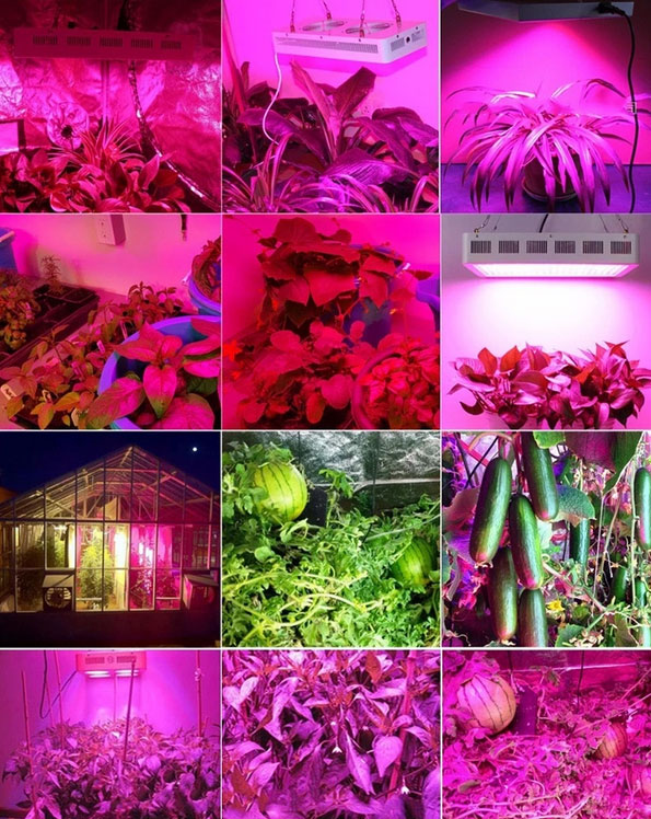 LED grow light application