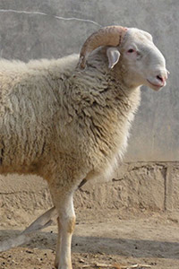 Merino