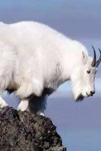 Mountain goat