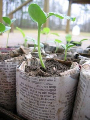 Newspaper nursery cup