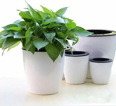 Plant in self watering pot