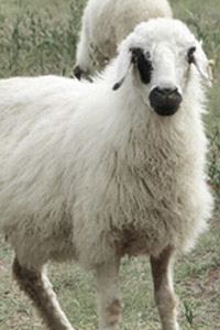 Mongolian sheep