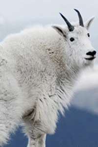 Mountain goat