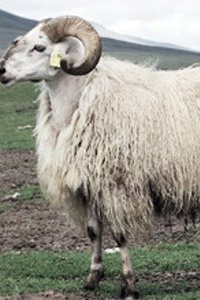 Tibetan sheep