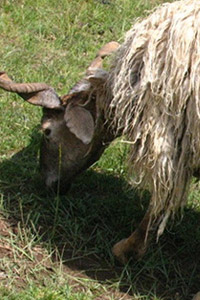 Tibetan sheep